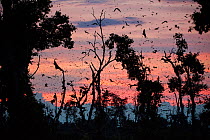 Straw-coloured fruit bats (Eidolon helvum) returning to daytime roost at dawn. Kasanka National Park, Zambia.