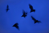 RF- Straw-coloured fruit bats (Eidolon helvum) leaving roost site at dusk. Kasanka National Park, Zambia. (This image may be licensed either as rights managed or royalty free.)
