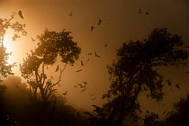 RF- Straw-coloured fruit bats (Eidolon helvum) returning to daytime roost at sunrise. Kasanka National Park, Zambia. (This image may be licensed either as rights managed or royalty free.)