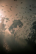 Straw-coloured fruit bats (Eidolon helvum) returning to daytime roost at sunrise. Kasanka National Park, Zambia.