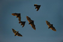 RF-  Straw-coloured fruit bats (Eidolon helvum) in flight returning to their daytime roost. Kasanka National Park, Zambia. (This image may be licensed either as rights managed or royalty free.)