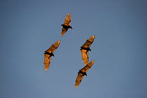 Straw-coloured fruit bats (Eidolon helvum) in flight returning to their daytime roost. Kasanka National Park, Zambia.
