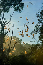 Straw-coloured fruit bats (Eidolon helvum) in flight at daytime roost after being disturbed by a large raptor. Kasanka National Park, Zambia.