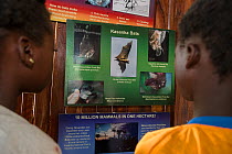 Local school children looking at displays and information on Straw-coloured fruit bats (Eidolon helvum). Kasanka Trust Education Centre and Museum, Kasanka National Park, Zambia. November 2013.