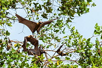 Straw-coloured fruit bats (Eidolon helvum) taking off from daytime roost in 'Mushitu' (ever-green swamp forest). Kasanka National Park, Zambia.