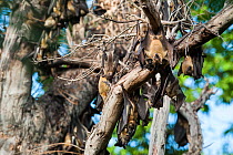 Straw-coloured fruit bats (Eidolon helvum) at daytime roost in 'Mushitu' (ever-green swamp forest). Kasanka National Park, Zambia.
