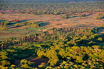 Aerial view of the distinct patch of 'Mushitu' (ever-green swamp forest) where millions of Straw-coloured fruit bats (Eidolon helvum) roost during the day. Kasanka National Park, Zambia. November 2013...