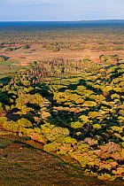 Aerial view of the distinct patch of 'Mushitu' (ever-green swamp forest) where millions of Straw-coloured fruit bats (Eidolon helvum) roost during the day. Kasanka National Park, Zambia. November 2013...