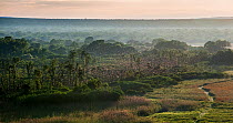 Aerial view just after sunrise of millions of Straw-coloured fruit bats (Eidolon helvum) circling over the 'Mushitu' (ever-green swamp forest) where they roost during the day. Kasanka National Park, Z...