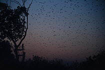 Tourist watching Straw-coloured fruit bats (Eidolon helvum) returning to daytime roost just before sunrise. Kasanka National Park, Zambia.