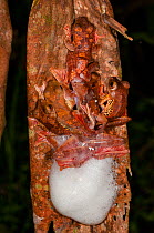Harlequin tree frogs (Rhacophorus pardalis) in amplexus, gathered at temporary breeding pool formed after rain. Danum Valley, Sabah, Borneo.