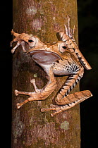 Bornean file-eared frog (Polypedates otilophus), large female. Danum Valley, Sabah, Borneo.