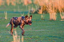 African wild dog / Painted hunting dog (Lycaon pictus). South Luangwa National Park, Zambia.