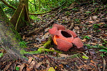 RF- Rafflesia flower (Rafflesia keithii) (around 3 days) growing from Tetrastigma vine on rainforest floor. Lower slopes of Mt Kinabalu, Sabah, Borneo. (This image may be licensed either as rights man...