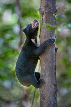 Bornean sun bear (Helarctos malayanus euryspilus) climbing tree at Bornean Sun Bear Conservation Centre (BSBCC), Sepilok, Sabah, Borneo.