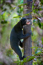 Bornean sun bear (Helarctos malayanus euryspilus) climbing tree at Bornean Sun Bear Conservation Centre (BSBCC), Sepilok, Sabah, Borneo.