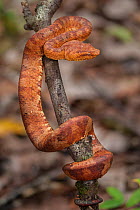Bornean leaf-nosed pit-viper (Trimeresurus borneensis) in forest understorey. Lower Kinabatangan Wildlife Sanctuary, Sabah, Borneo.