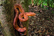Bornean leaf-nosed pit-viper (Trimeresurus borneensis) in forest understorey. Lower Kinabatangan Wildlife Sanctuary, Sabah, Borneo.