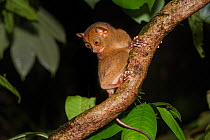 Adult Western / Horsfield's tarsier (Tarsius bancanus) in forest understorey at night. Lowland dipterocarp rainforest, Danum Valley, Sabah, Borneo.