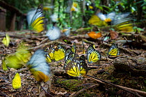 Aggregation of butterflies - mainly Bornean sawtooth (Prioneris cornelia), Yellow emigrant (Catopsilia scylla) and Orange gull (Cepora iudith) taking minerals from damp area on rainforest floor. Tembu...