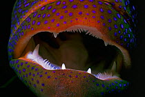 Lunartail grouper / Yellow-edged lyretail (Variola louti) mouth, Red Sea, Egypt.
