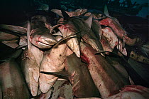 Pile of dead sharks caught by Thoothoor shark fishermen on long-line fishing trip, Cochin, India.