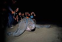 Scientists and volunteers watching Leatherback turtle (Dermochelys coriacea) with satellite transmitter cover her nest before returning to sea, Tortuguero National Park, Costa Rica.