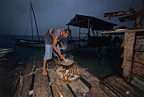 Miskito Indian fisherman cooking Green turtle (Chelonia mydas) meat, Puerto Cabezas, Nicaragua, Caribbean Sea. Model released.
