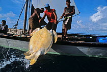 Miskito Indian fishermen hauling in endangered Green turtle (Chelonia mydas) catch, Puerto Cabezas, Nicaragua, Caribbean Sea. Model released.