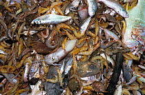 Shrimp and bycatch on deck of trawler, Costa Rica, Pacific Ocean.