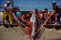 Fishermen landing large Atlantic bluefin tuna (Thunnus thynnus)  during 'Mattanza', a traditional tuna cull in which the Sicilian fishermen trap, catch and slaughter Mediterranean bluefin tuna. Favign...