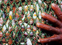 Haul of shrimp and bycatch, including many juvenile fish, on semi-industrial Shrimp dragger. Maputo, Mozambique.