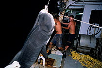 Fishermen pulling in giant Tiger shark (Galeocerdo cuvier) at night, caught using long-line. Exmouth, Australia, Indian Ocean. Model released.