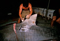 Fisherman cutting dorsal fin from Tiger shark (Galeocerdo cuvier) at night, caught using long-line. Exmouth, Australia, Indian Ocean. Model released.