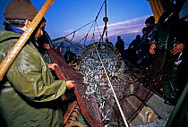 Purse seine fishing boat hauling in net full of Sardines (Sardina sp) Agadir, Morocco, Atlantic Ocean.
