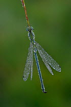 Common blue damselfly (Enallagma cyathigerum) resting on grass covered in early morning dew, Hertfordshire, England, UK. June.  Focus stacked image.