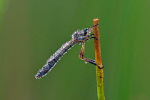 Robberfly (Leptogaster cylindrica) in early morning dew, Hertfordshire, England, UK.  July.  Focus stacked image.
