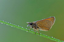 Small skipper (Thymelicus sylvestris) in dew, Hertfordshire, England, UK. July. Focus stacked image