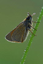 Small skipper (Thymelicus sylvestris) covered in early morning dew, Hertfordshire, England, UK.  July.  Focus stacked image.