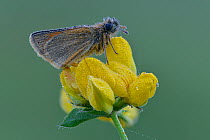 Small skipper (Thymelicus sylvestris) covered in early morning dew on flower of Greater bird's-foot-trefoil, Hertfordshire, England, UK.  July.  Focus stacked image.