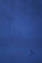 Red-throated Diver (Gavia stellata) in mist on lake at twilight, Sweden
