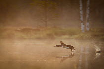 Red-throated Diver (Gavia stellata) taking off from pond  in mist, Sweden