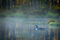 Red-throated Diver (Gavia stellata) swimming in woodland lake in mist, Sweden