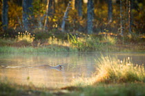 Red-throated Diver (Gavia stellata) drinking in woodland lake in mist, Sweden