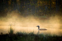 Red-throated Diver (Gavia stellata) swimming in mist, Sweden