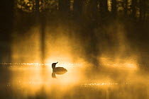 Red-throated Diver (Gavia stellata) swimming in mist at dawn, Sweden