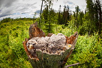 Great Grey Owl (Strix nebulosa) chicks in  nest, Sweden