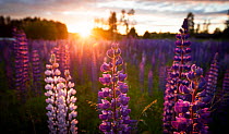 Lupins (Lupinus) in flower at sunset, Sweden