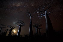 Grandidiers baobab (Adansonia grandidieri) trees on starry night, Baobab Alley, Menabe, Madagascar. Honorable Mention in the Landscapes, Waterscapes and Plant Life category of the Big Picture 2014.