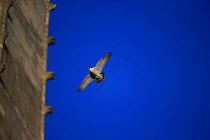 Peregrine (Falco peregrinus) in flight near Norwich Cathedral, Norfolk, England, UK, Janaury